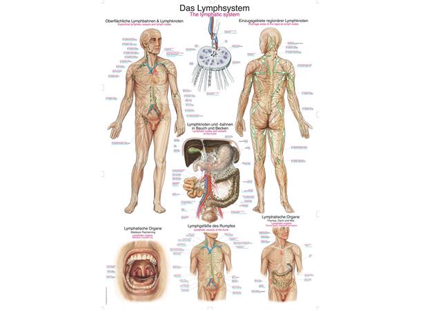 Plakat The Lymphatic System 70 x 100 cm Plast
